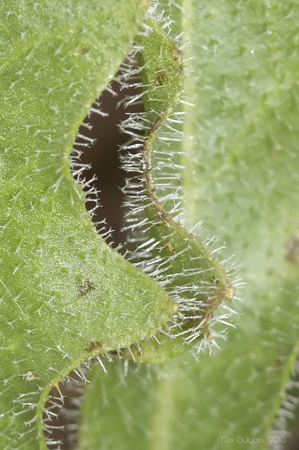 Изображение особи Leontodon biscutellifolius.