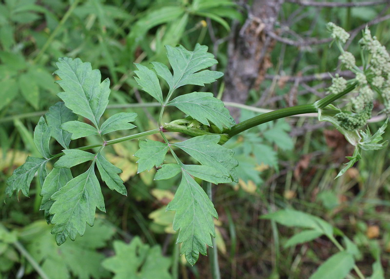 Image of Angelica sylvestris specimen.