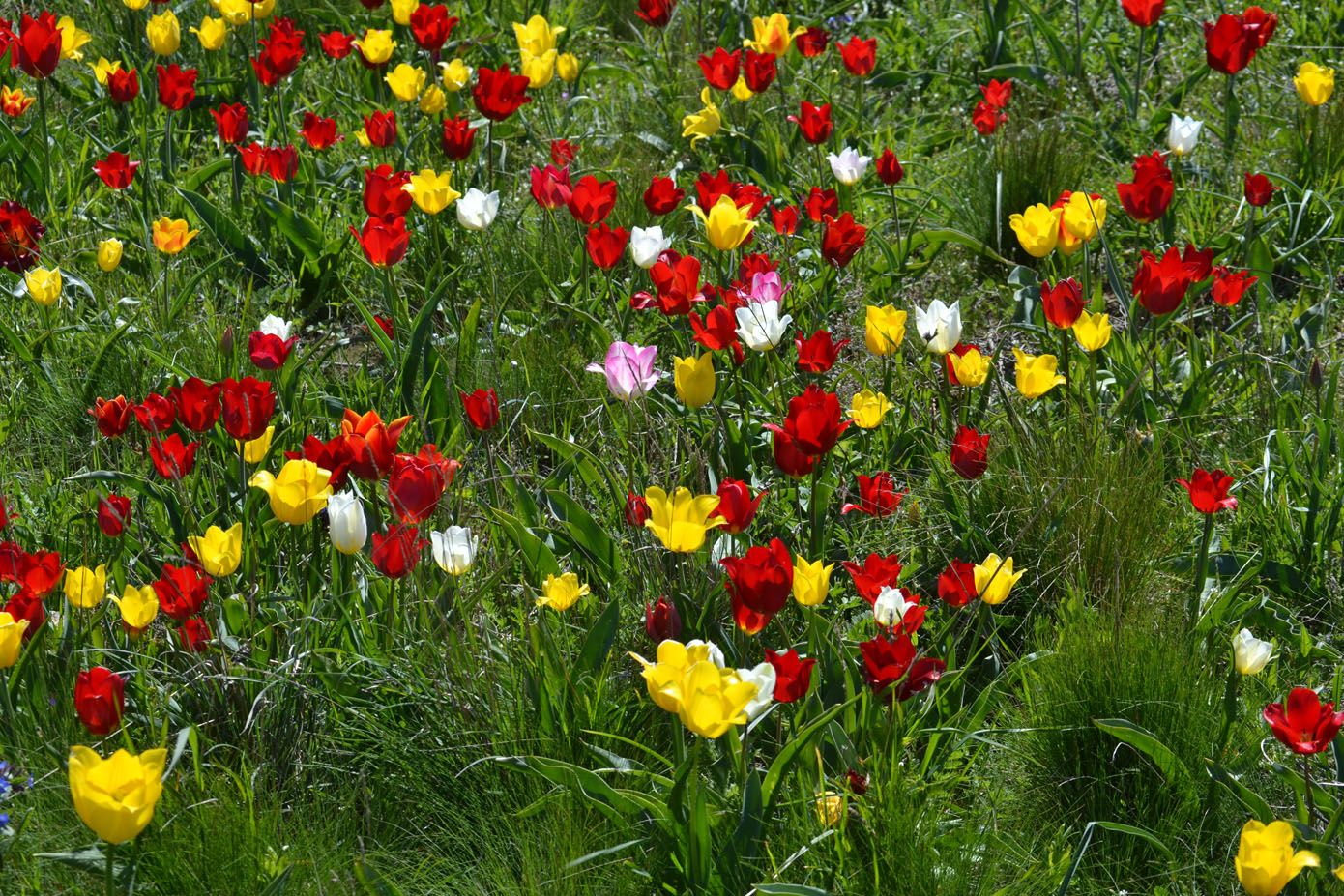 Изображение особи Tulipa suaveolens.