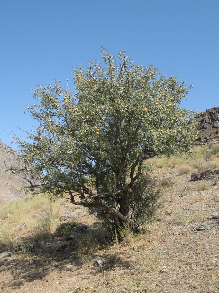 Image of Pyrus regelii specimen.