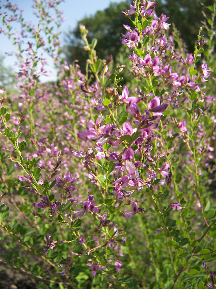 Изображение особи Lespedeza floribunda.