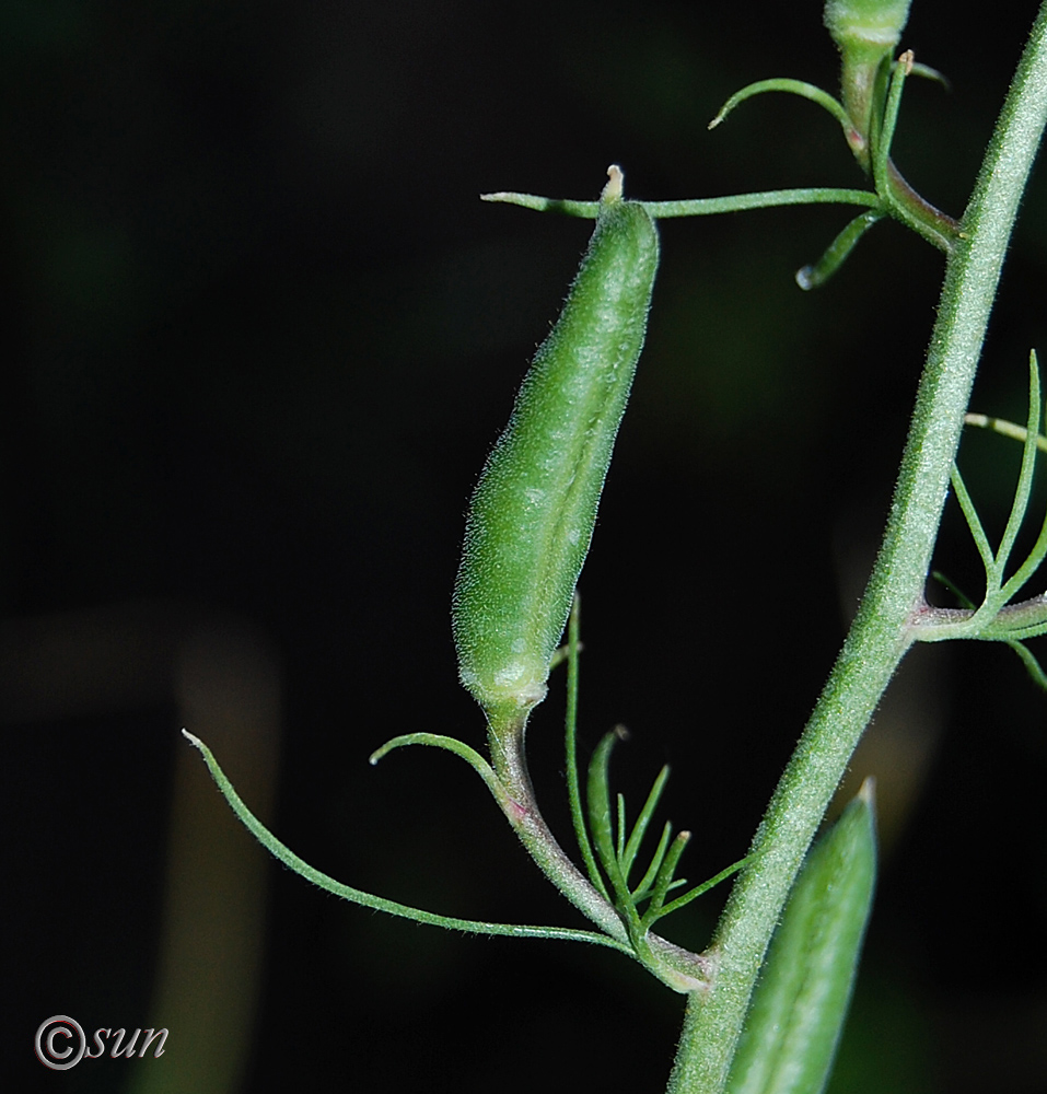 Изображение особи Delphinium hispanicum.