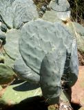 Opuntia robusta. Кладодии с колючками-редуцированными почечными чешуями. Франция, Прованс, Борм-ле-Мимоза, в культуре. 24.07.2014.