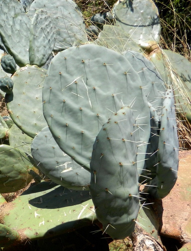 Изображение особи Opuntia robusta.