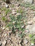 Astragalus polygala