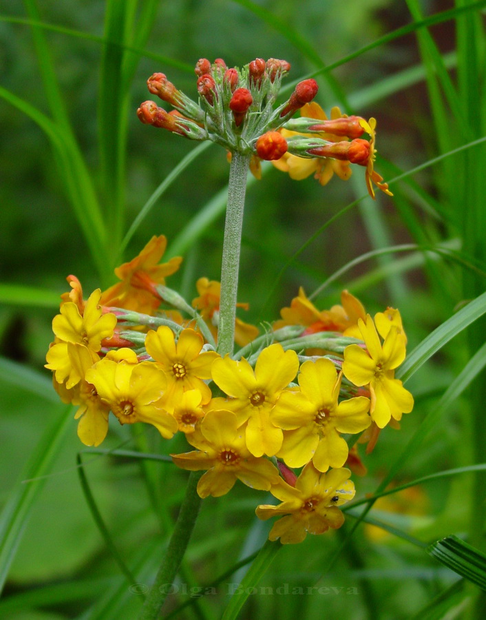 Image of Primula bulleyana specimen.