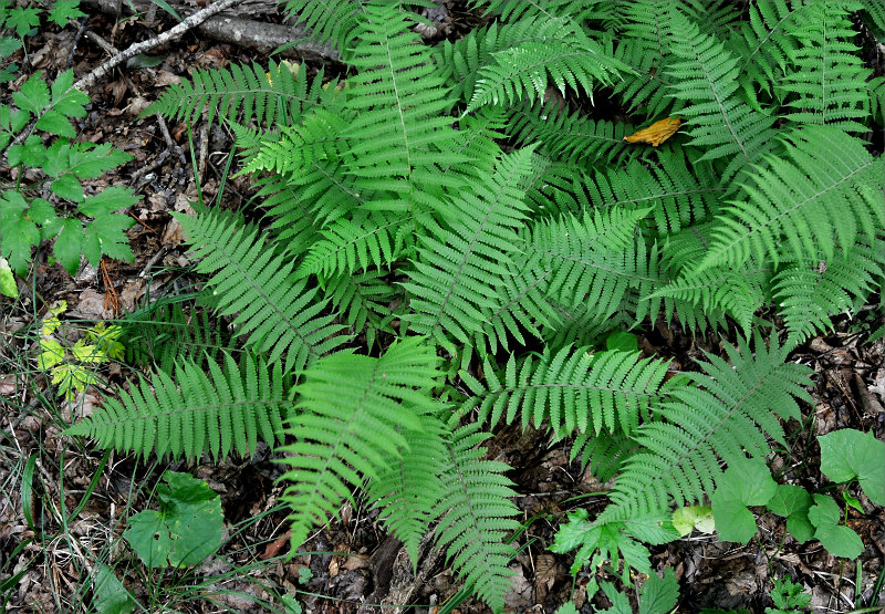 Изображение особи Lunathyrium pycnosorum.