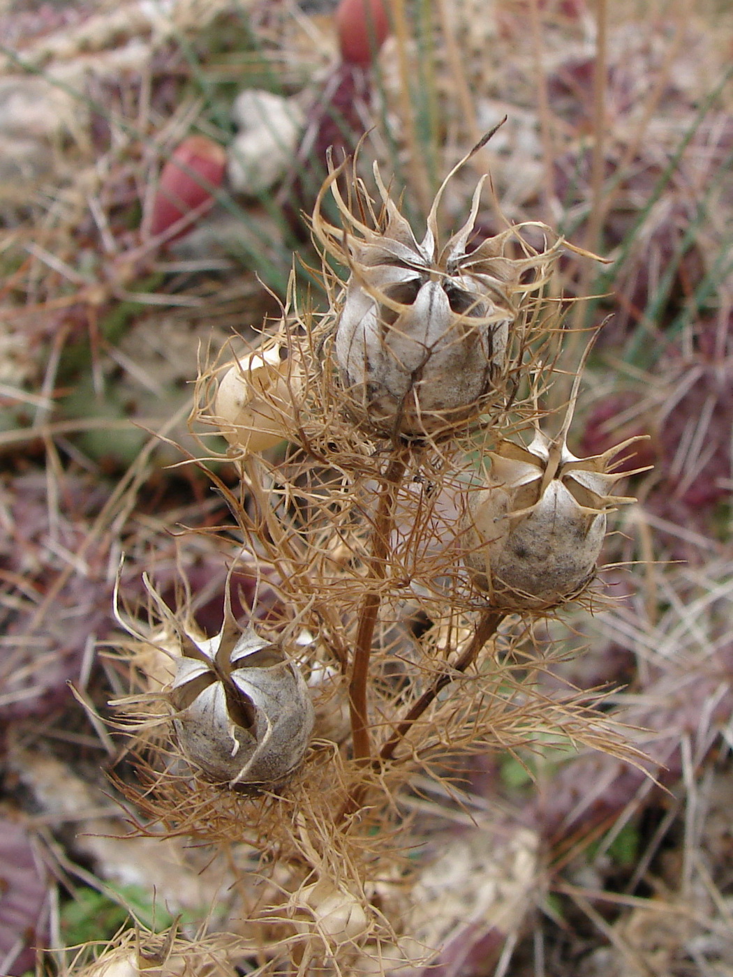 Image of Nigella damascena specimen.