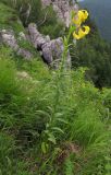 Lilium monadelphum