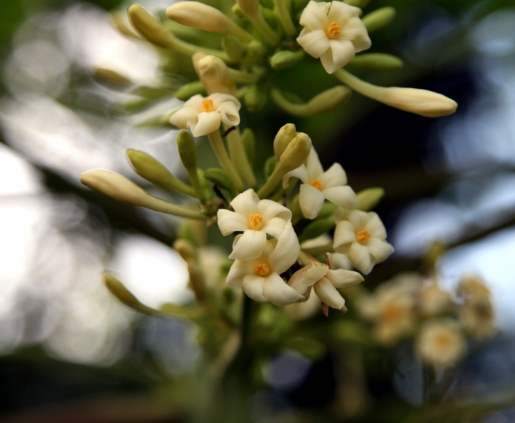 Изображение особи Carica papaya.