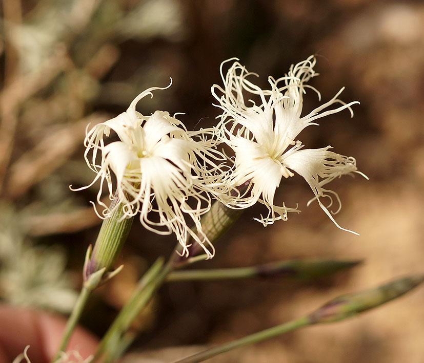 Image of Dianthus kuschakewiczii specimen.