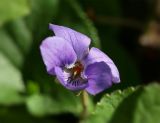 Image of taxon representative. Author is Светлана Нестерова