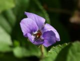 Viola odorata