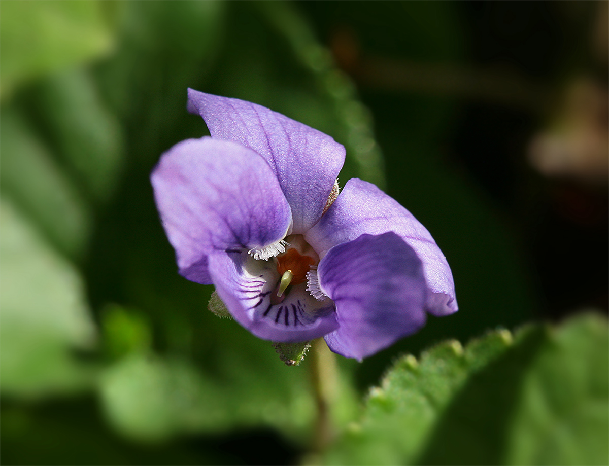 Image of Viola odorata specimen.