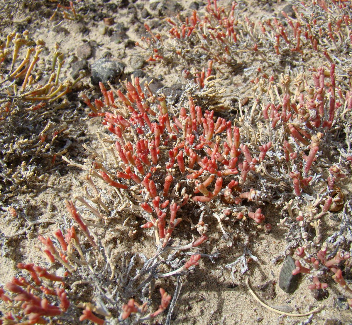 Image of genus Anabasis specimen.