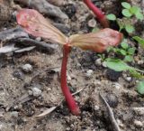 Ricinus communis