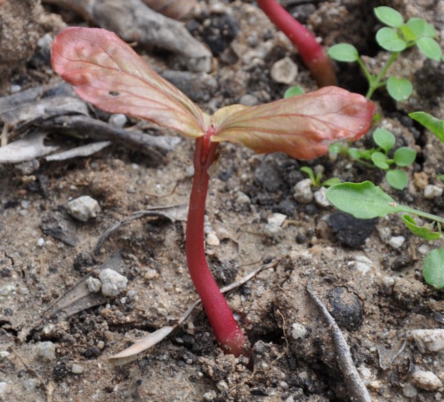 Image of Ricinus communis specimen.