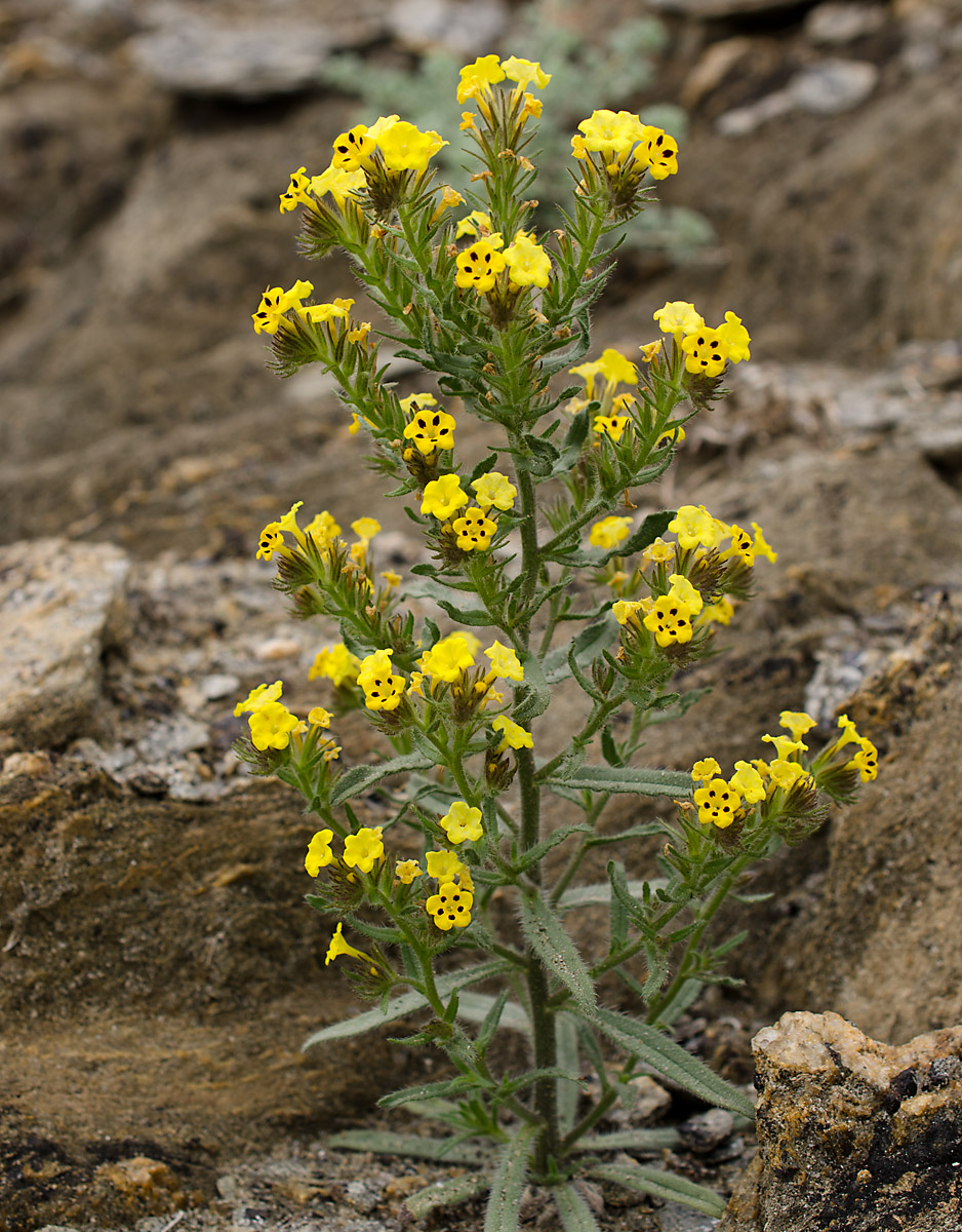 Image of Arnebia guttata specimen.