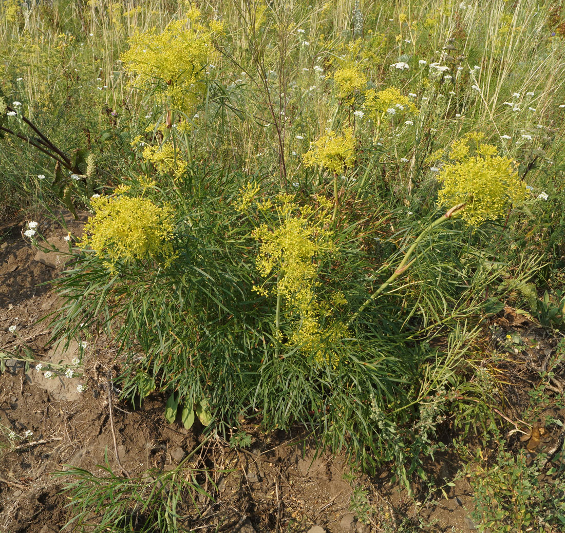 Изображение особи Peucedanum morisonii.