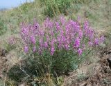 Astragalus macropterus