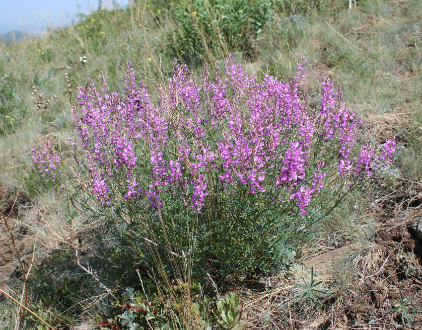 Изображение особи Astragalus macropterus.