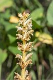 Orobanche pallidiflora. Верхняя часть соцветия. Ленинградская обл., Ломоносовский р-н, долина р. Шингарка, разнотравный луг на известняке. 09.08.2015.