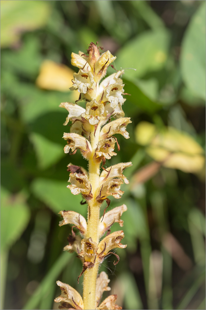 Image of Orobanche pallidiflora specimen.