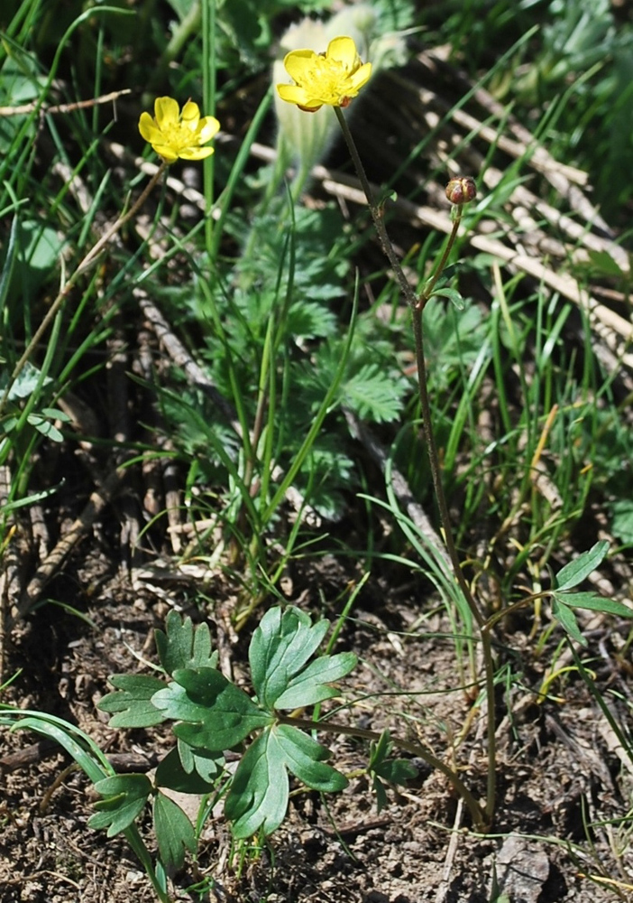 Изображение особи Ranunculus baranovianus.