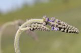 Salvia nutans