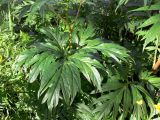 Paeonia anomala. Листья. Свердловская обл., Североуральский городской округ, окр. пос. Сосьва, бывшая дер. Воскресенка, разнотравный луг на берегу р. Сосьва. 13.06.2015.