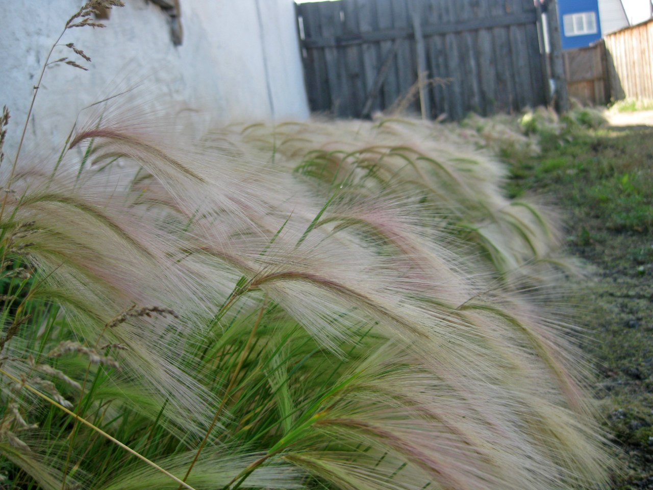 Image of Hordeum jubatum specimen.