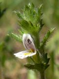 Euphrasia hirtella. Цветок. Свердловская обл., окр. г. Североуральск, известняковая скала, южная сторона. 29.07.2009.