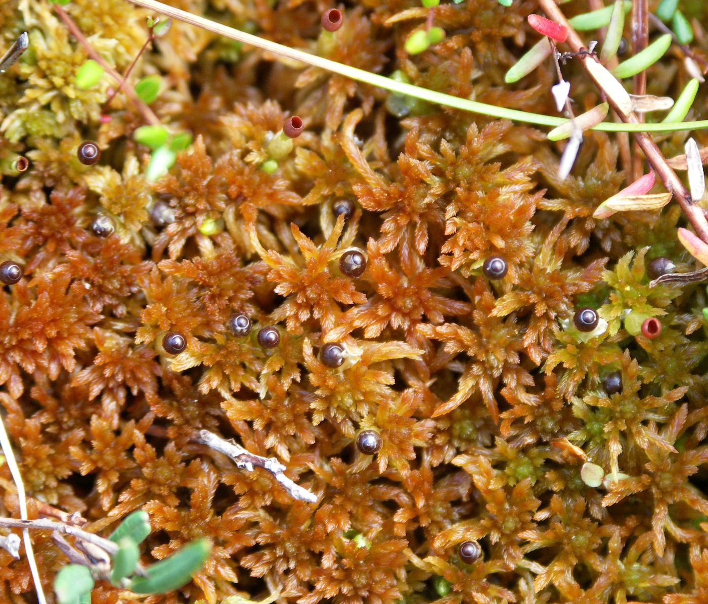 Image of Sphagnum subfulvum specimen.