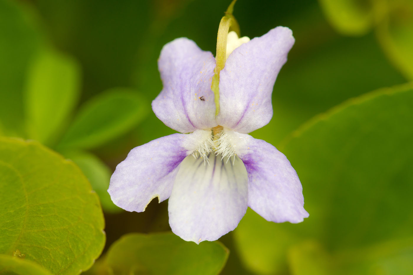 Изображение особи род Viola.