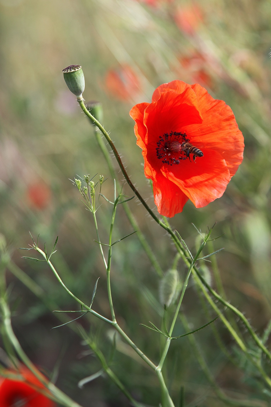 Изображение особи Papaver rhoeas.