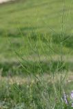 Asparagus officinalis. Бутонизирующее растение. Татарстан, Нижнекамский р-н, окр. дер. Благодатная, лесостепной участок с чередованием степи и перелесков с преобладанием дуба, открытый участок. 29 мая 2016 г.