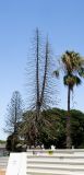 Araucaria heterophylla