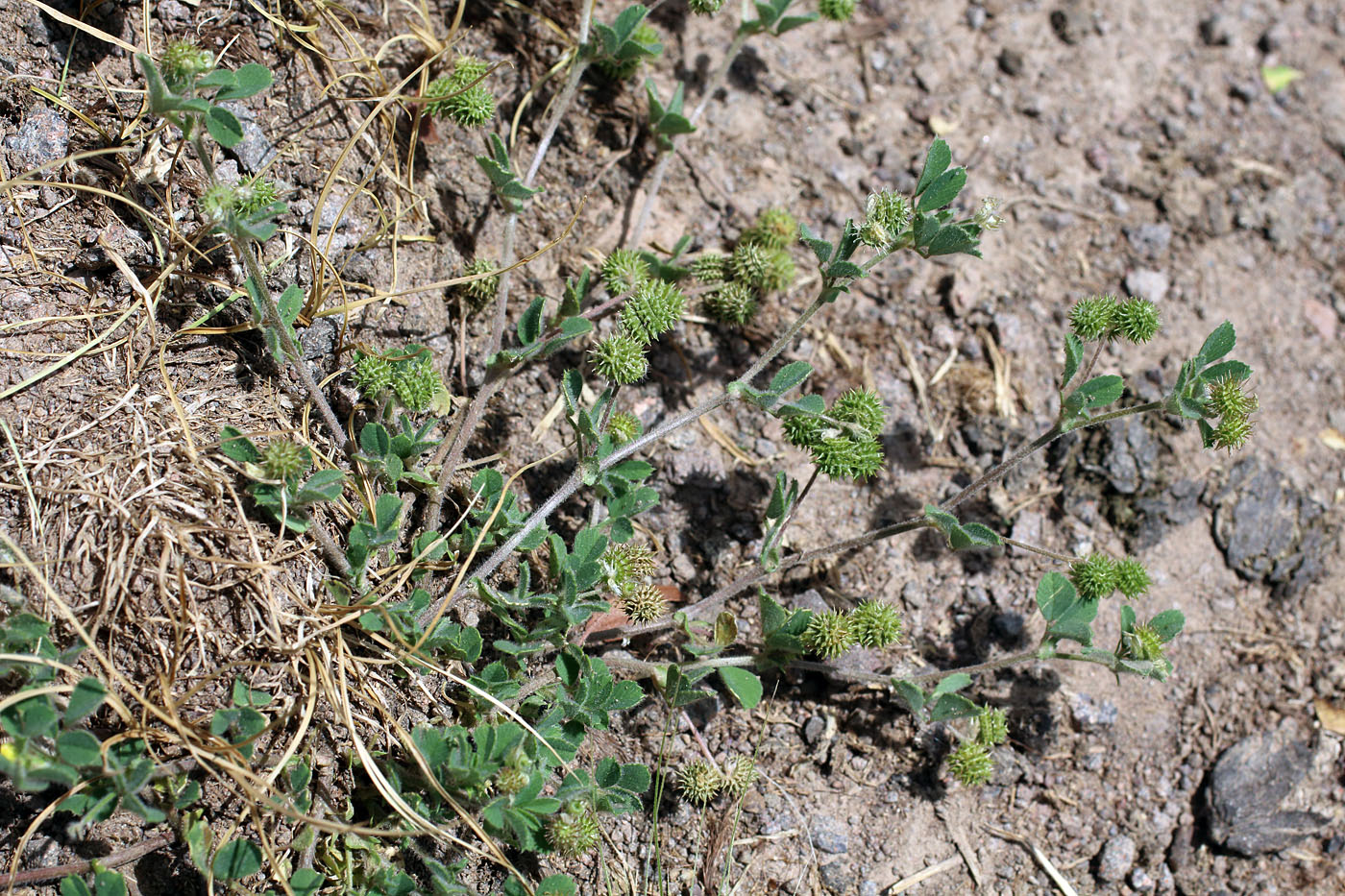 Image of Medicago rigidula specimen.