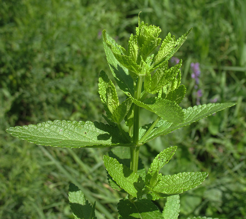 Image of Nepeta nuda specimen.