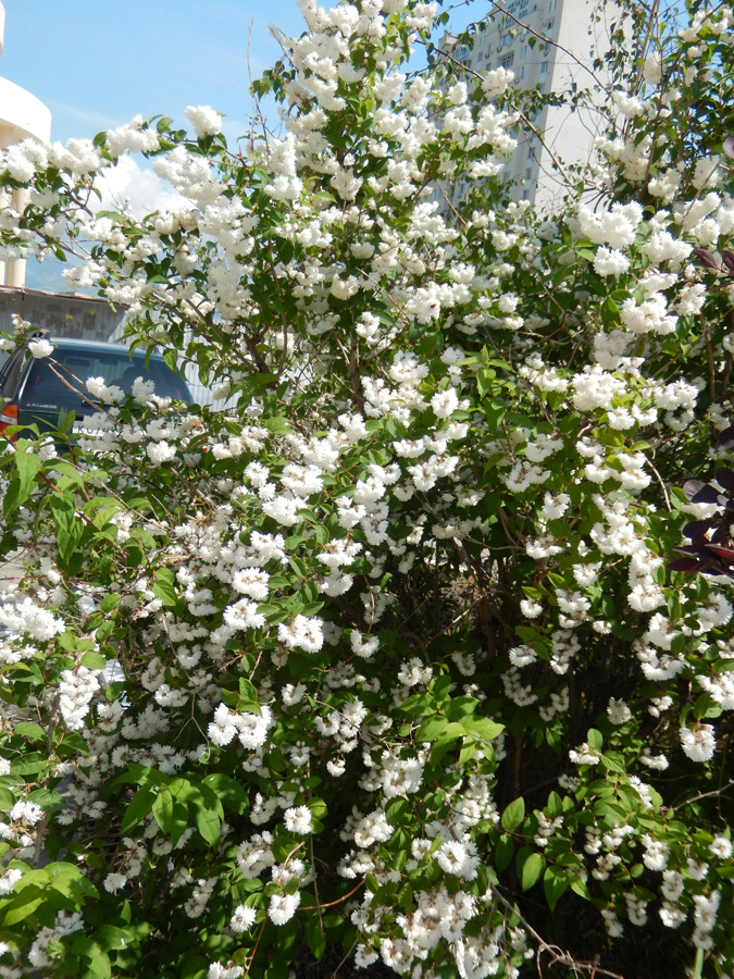 Изображение особи Deutzia scabra var. candidissima.