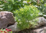 Euphorbia cyparissias. Отцветшее растение. Санкт-Петербург, Старый Петергоф, парк \"Сергиевка\", цветник с элементами рокария и альпийской горки. 26.06.2016.