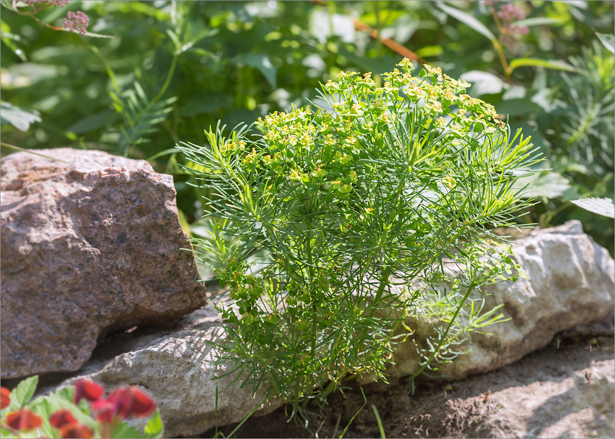 Изображение особи Euphorbia cyparissias.