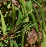 Ruellia simplex