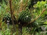 Pinus koraiensis. Верхушка ветви с незрелыми шишками. Приморье, Партизанский р-н, скалы морского побережья. 10.07.2016.