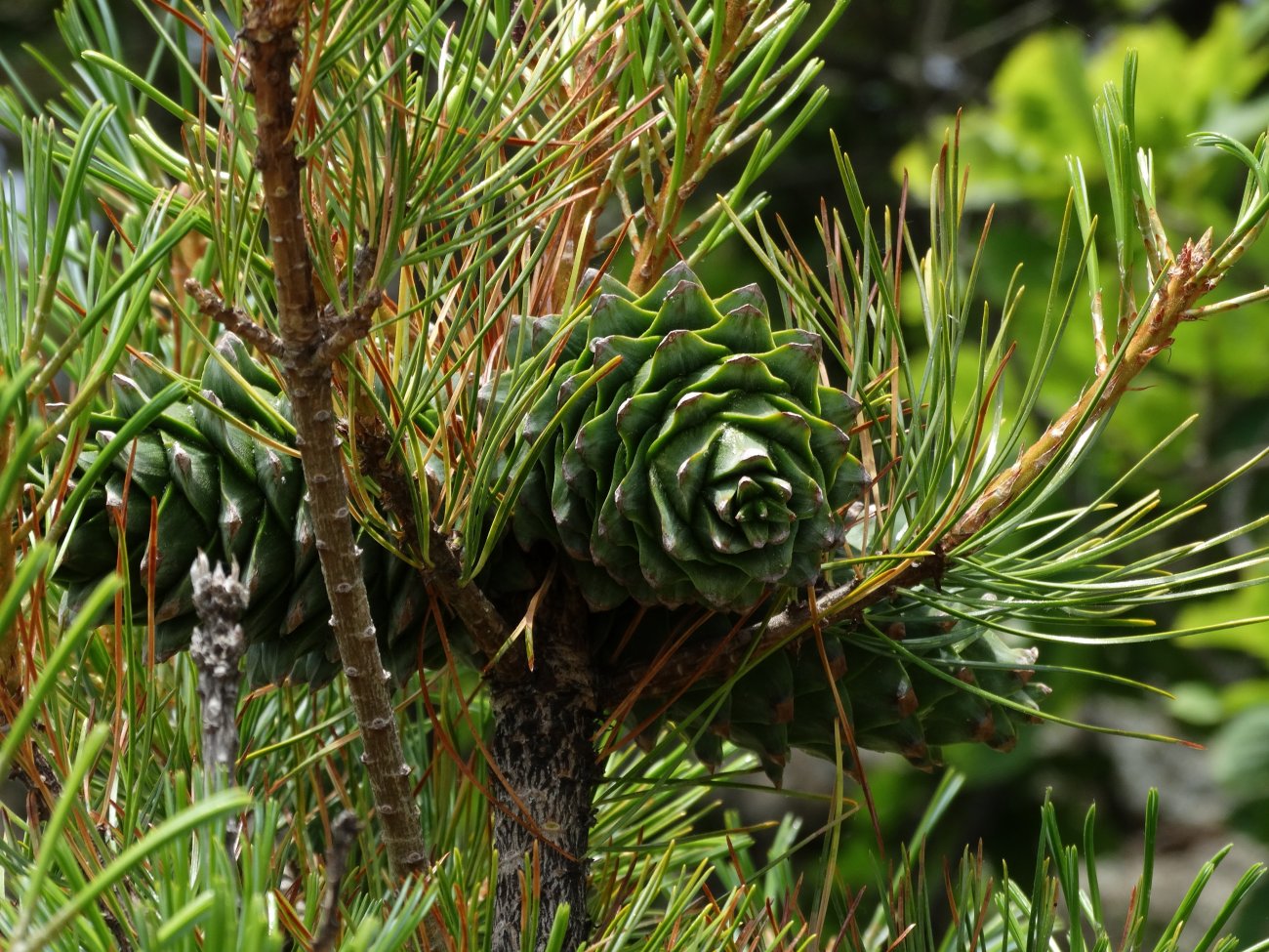 Изображение особи Pinus koraiensis.