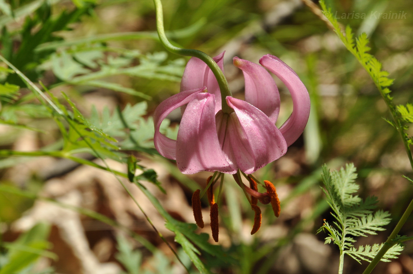 Изображение особи Lilium cernuum.