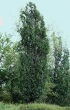 Quercus robur f. fastigiata