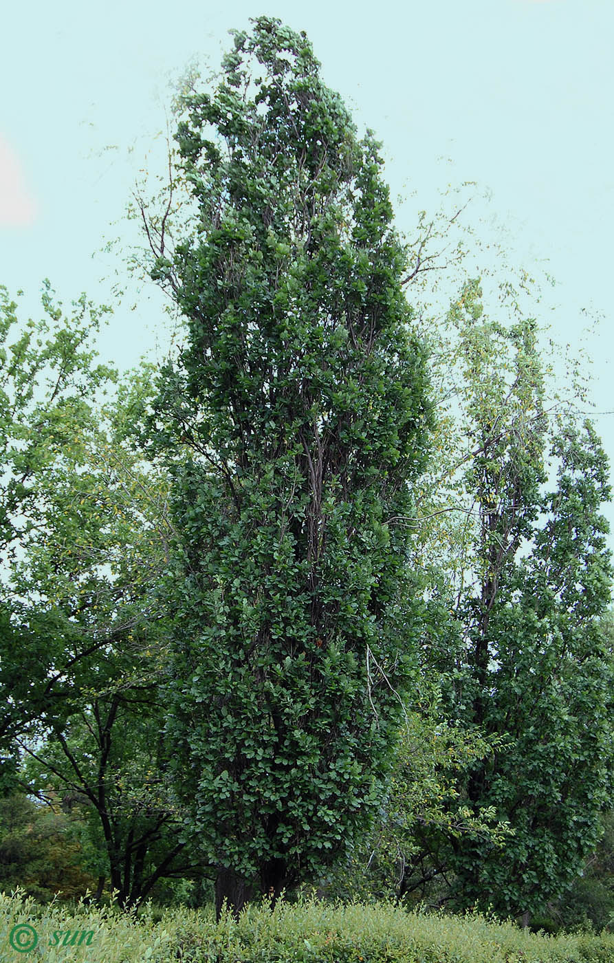 Image of Quercus robur f. fastigiata specimen.