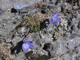 Campanula biebersteiniana. Цветущее растение. Кабардино-Балкария, Эльбрусский р-н, пик Терскол, ≈ 3100 м н.у.м., каменистый склон. 14.07.2016.