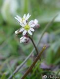 Erophila praecox